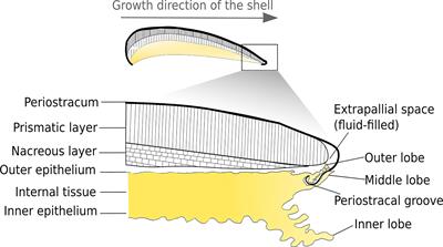 Step in Time: Biomineralisation of Bivalve’s Shell